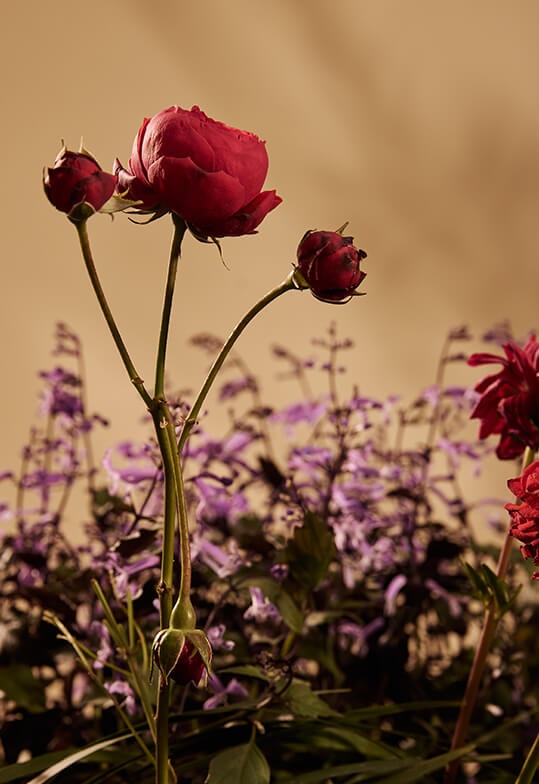Banner - Inverno  Giverny